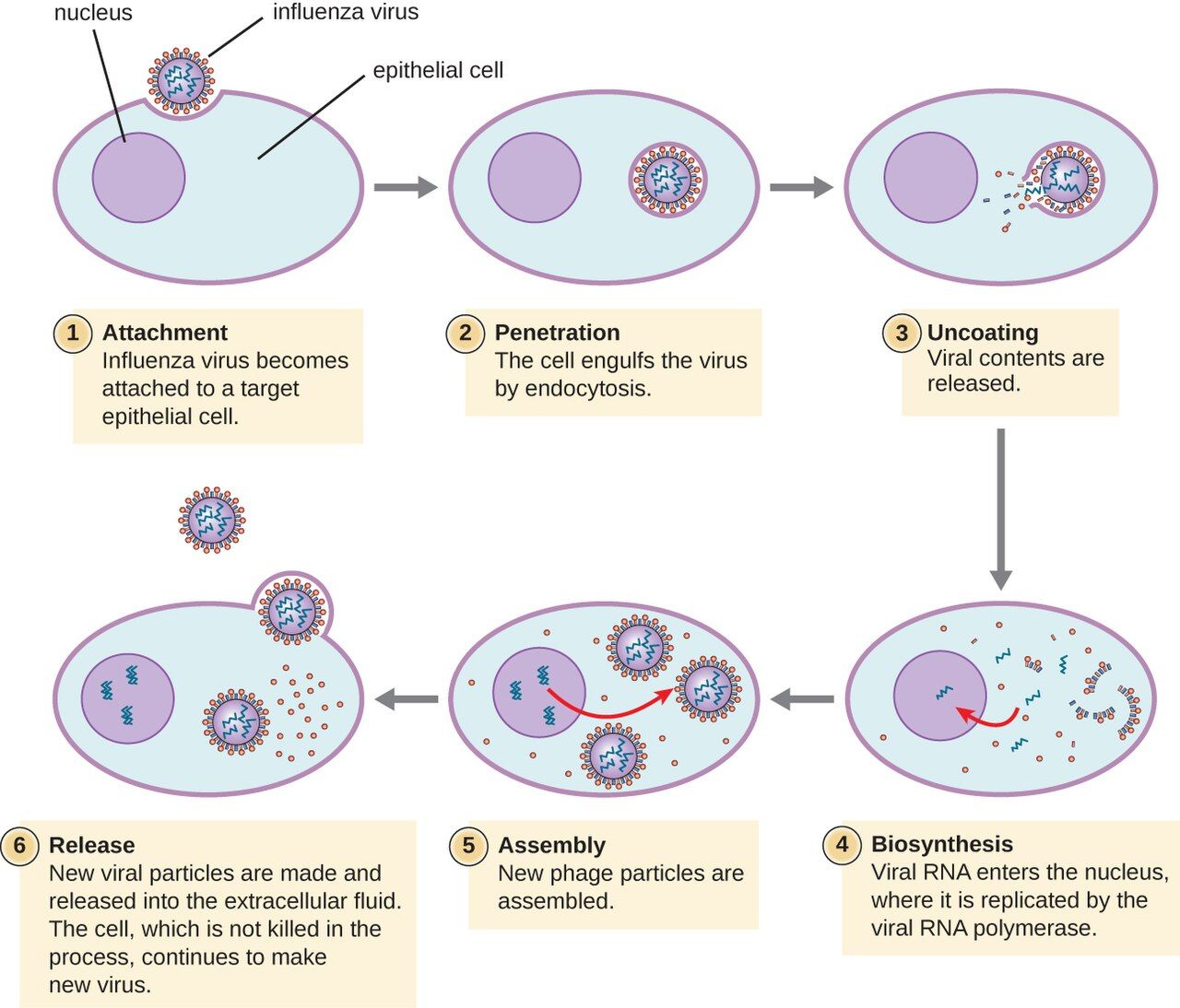 The replication cycle of an animal virus, from attachment through release