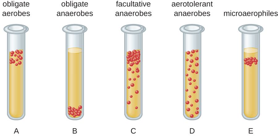Thioglycolate tubes showing where different oxygen classes of bacteria grow