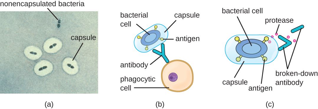 A capsule protecting a bacterium from being engulfed by a phagocyte