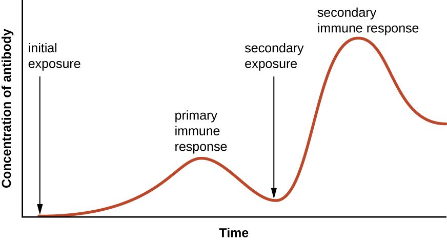 Overview of the adaptive immune responses, humoral and cell-mediated