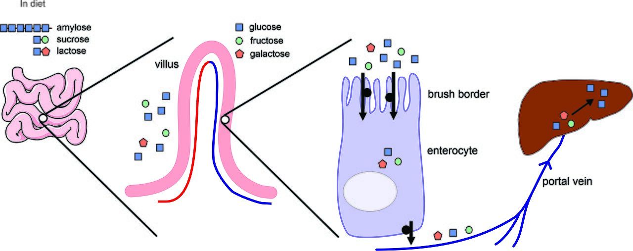 Diagram of carbohydrate digestion and absorption in the small intestine