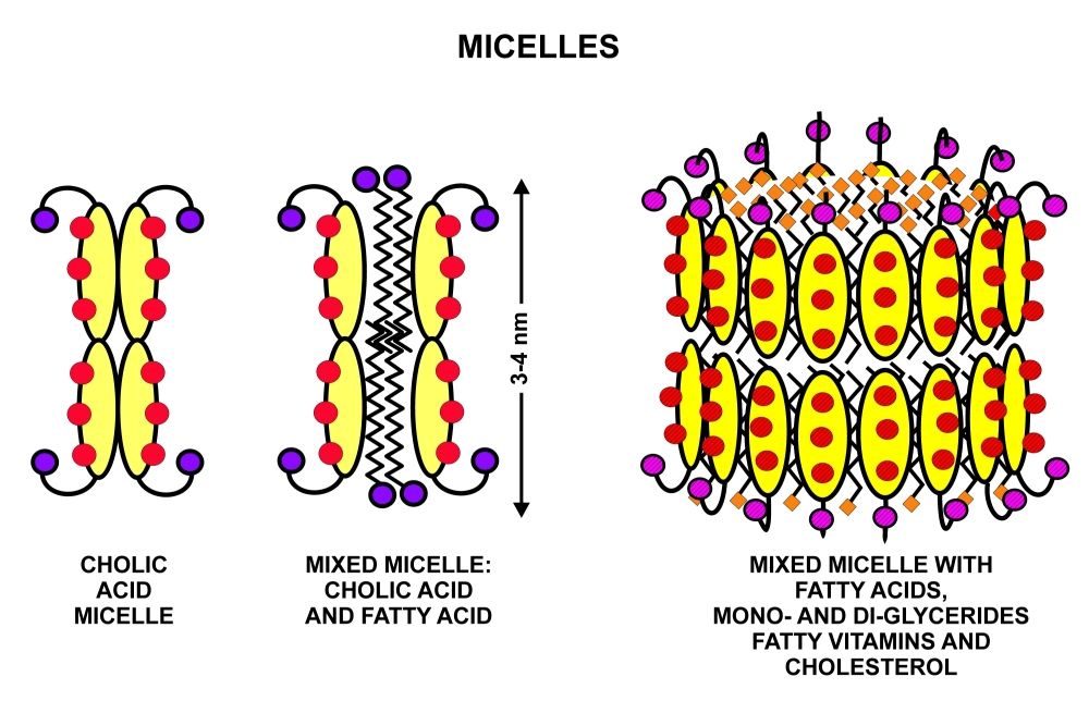 Illustration of bile acid micelles formed by cholic acid molecules in water