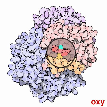 Three-dimensional model of the hemoglobin molecule, a transport protein with four subunits