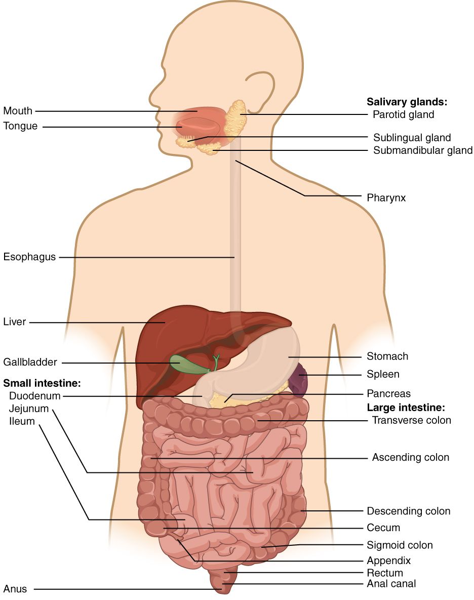 Labeled diagram of the human digestive system showing stomach, small intestine, and large intestine