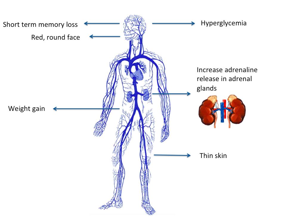 Reference figure for the adrenal gland and cortisol