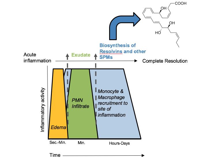 Reference figure showing inflammation and healing