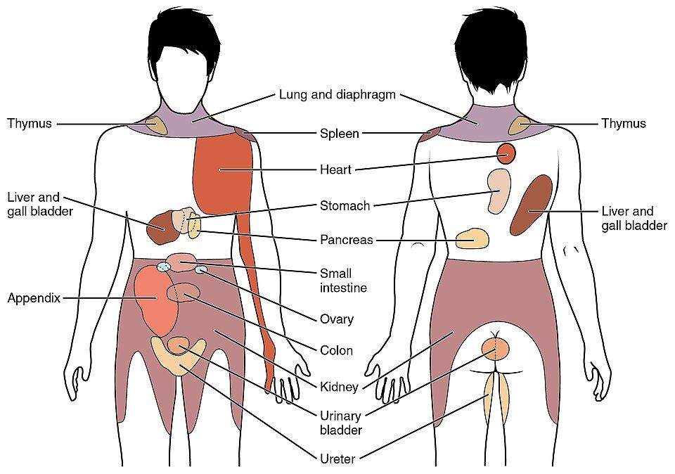 Body map showing where pain from each organ is felt on the skin