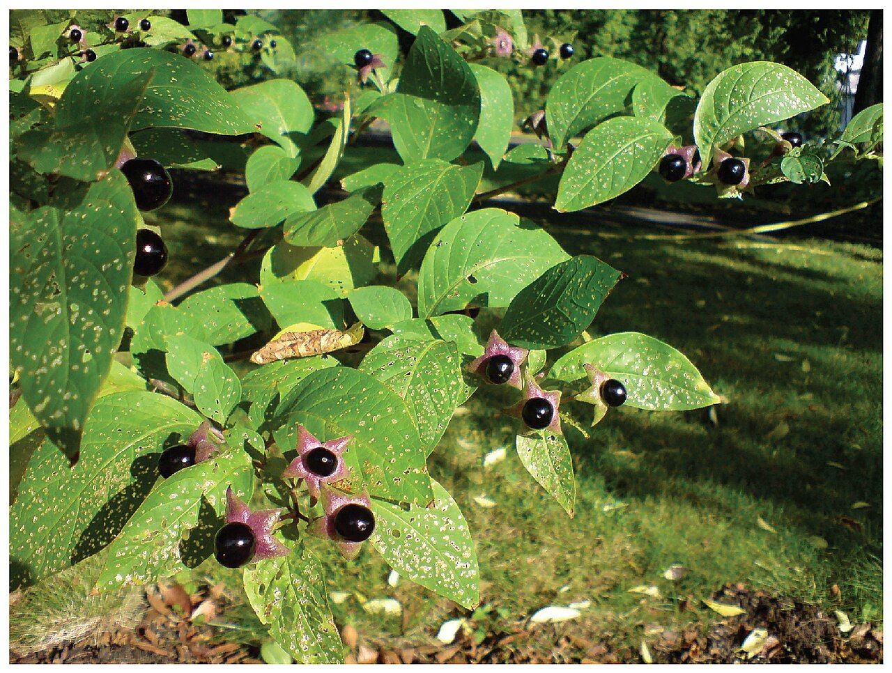 The belladonna plant, a botanical source of potent pharmacologic compounds, a reference figure