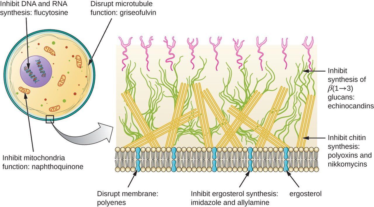 Antifungal drug targets in the fungal cell, including ergosterol and the cell membrane, reference figure