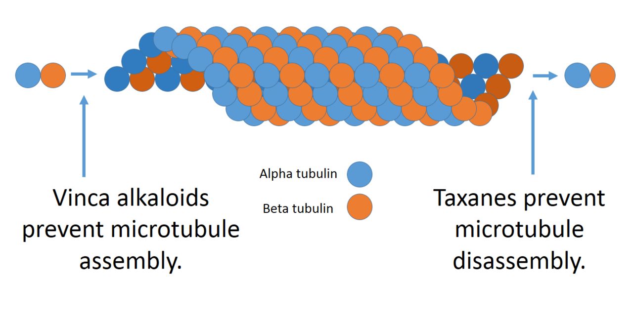 Microtubules and plant alkaloid drug action reference figure