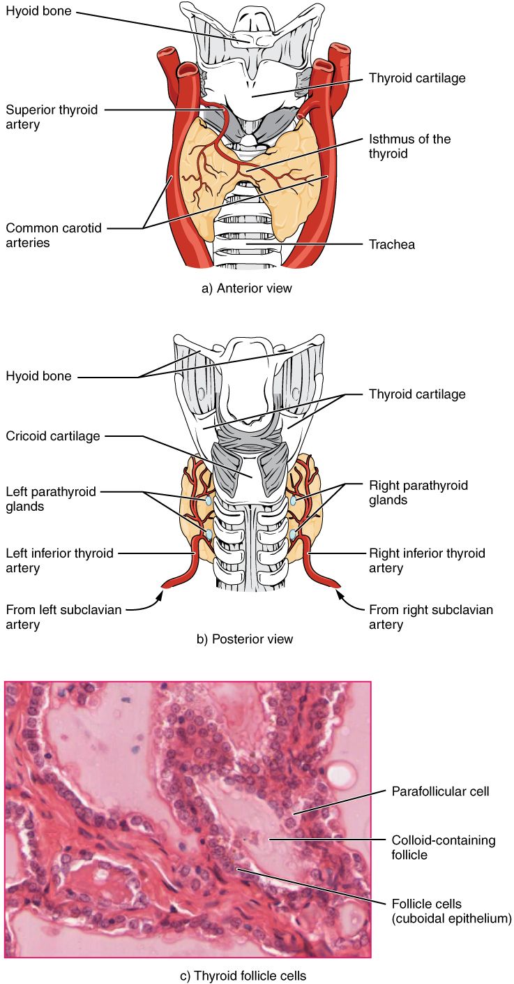 The thyroid gland reference figure