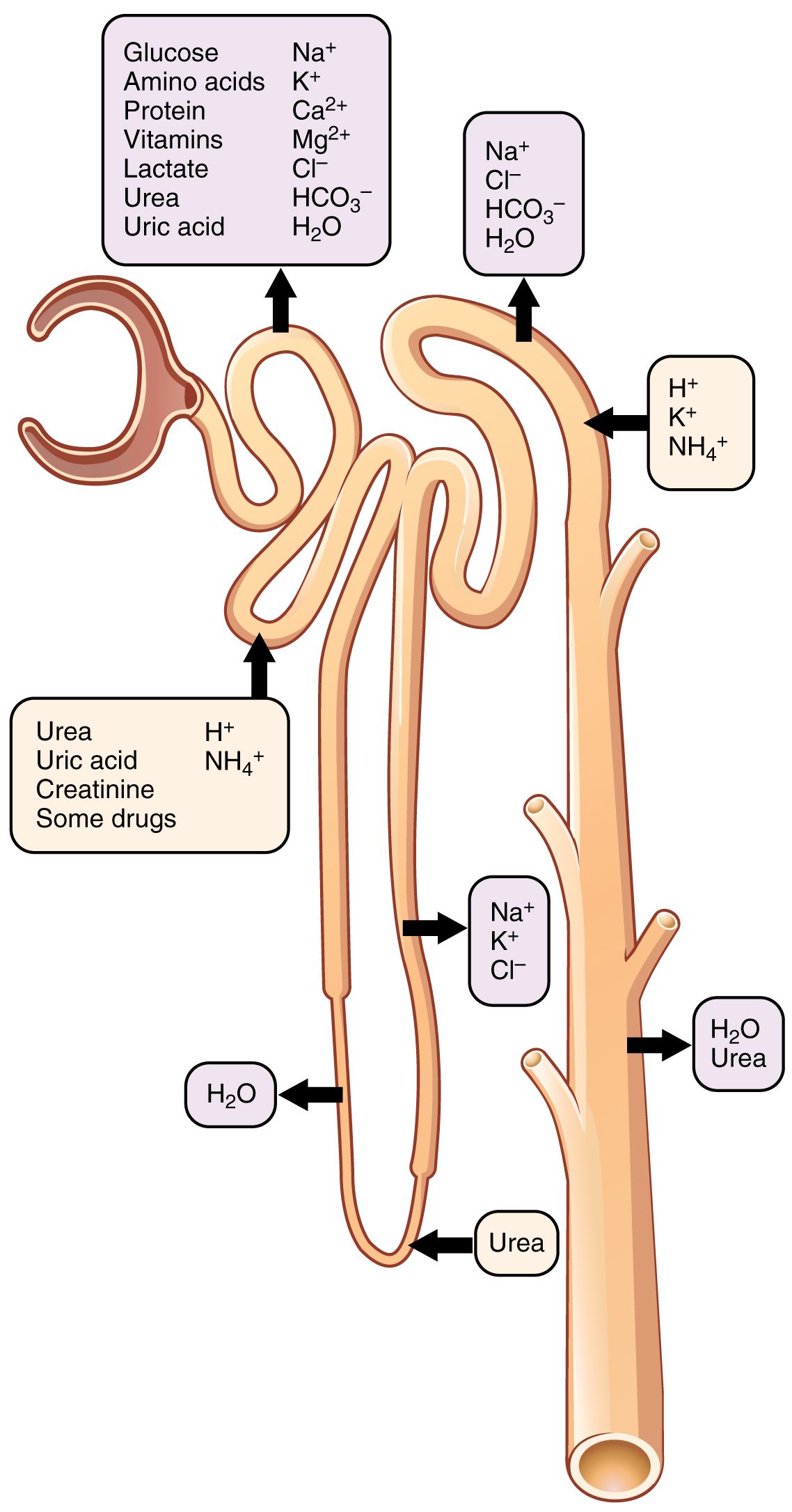 Nephron reabsorption and secretion reference figure