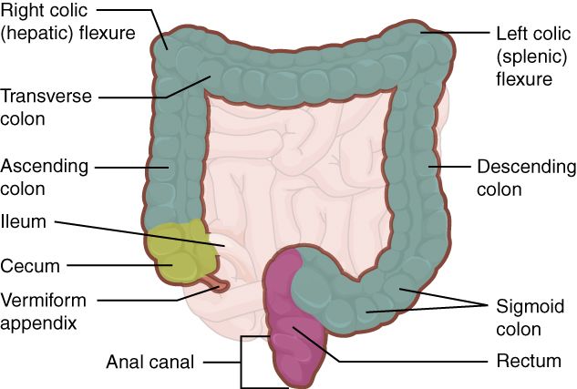 The large intestine reference figure