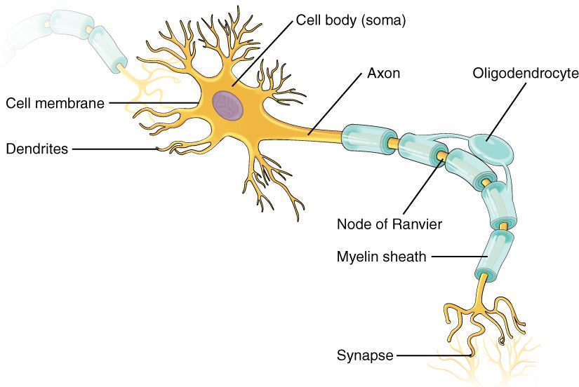 Anatomy of a neuron showing dendrites, cell body, axon, and myelin sheath