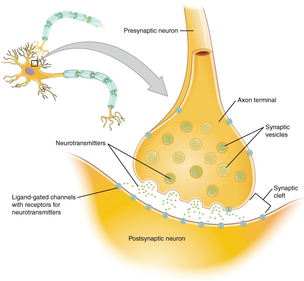 A chemical synapse showing vesicles releasing neurotransmitter across the synaptic cleft to receptors