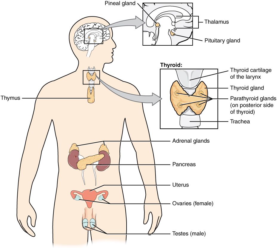 The endocrine system showing major hormone-secreting glands throughout the body