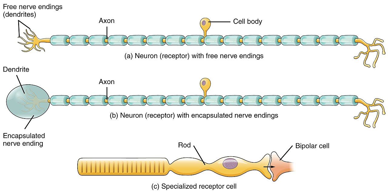 Types of sensory receptors that convert stimulus energy into neural signals