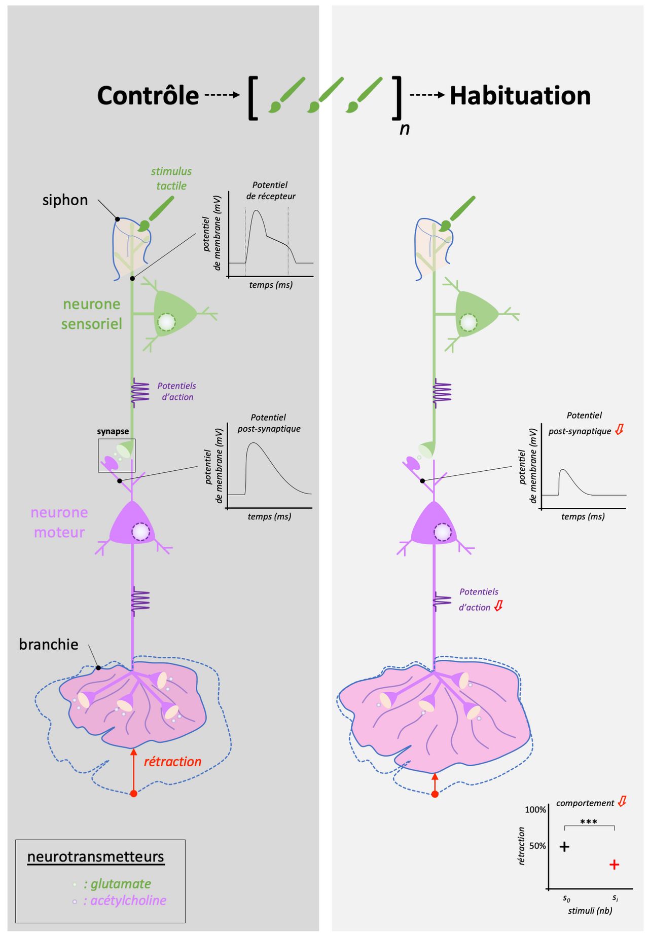 Diagram of habituation, where response to a repeated stimulus declines over time