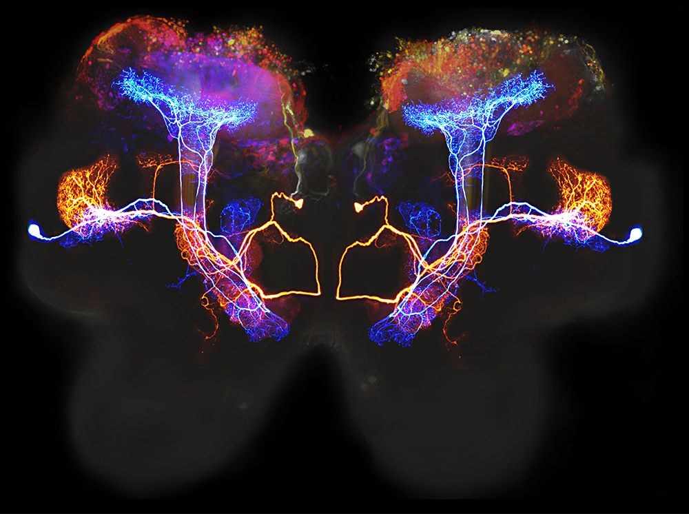Brain regions activating during a cognitive task, linking internal processing to learning