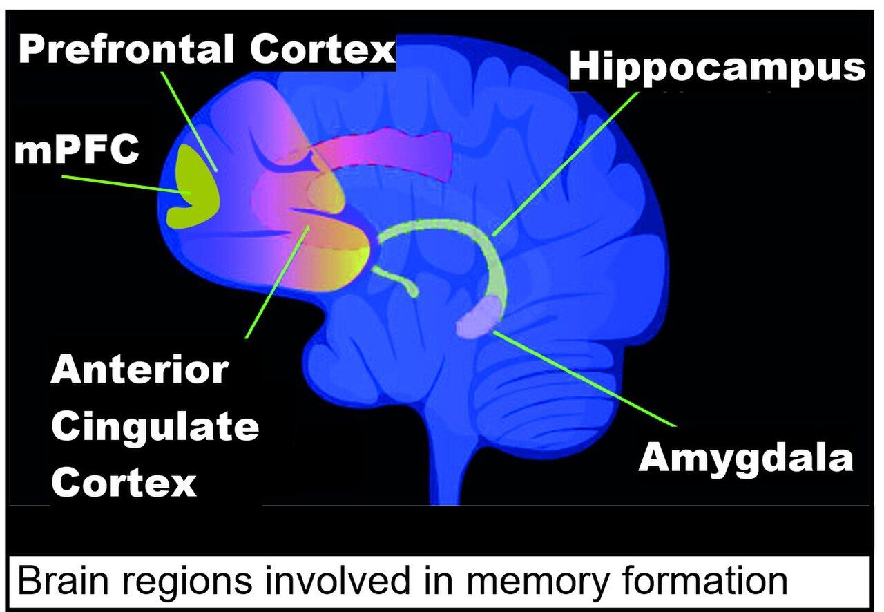 Diagram of brain regions involved in memory formation, including hippocampus, amygdala, and cerebellum