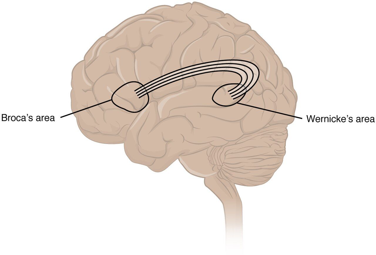 Broca's and Wernicke's areas of the brain, involved in producing and understanding language