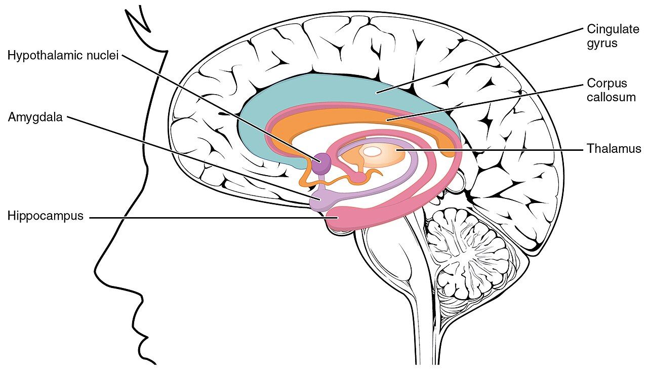 The limbic system of the brain, including the amygdala and hippocampus