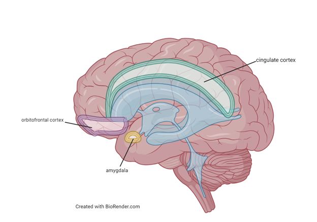Brain regions involved in obsessive-compulsive disorder